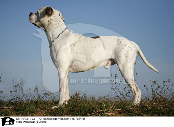 American Bulldog Rde / male American Bulldog / RR-21122