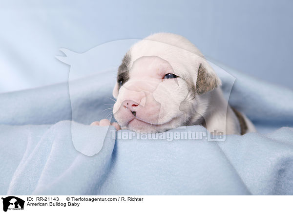 American Bulldog Baby / American Bulldog Baby / RR-21143