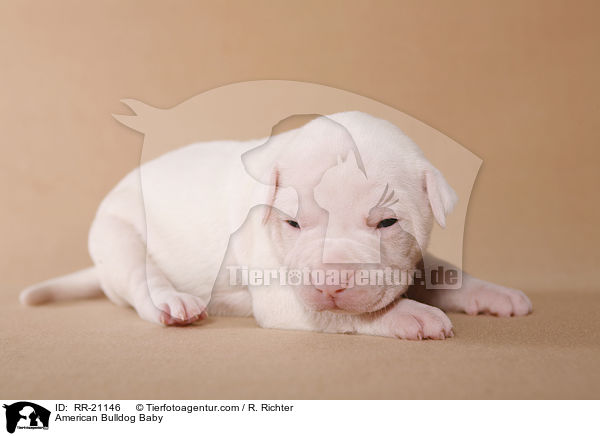 American Bulldog Baby / American Bulldog Baby / RR-21146