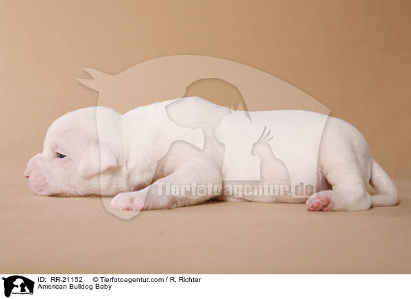 American Bulldog Baby / American Bulldog Baby / RR-21152