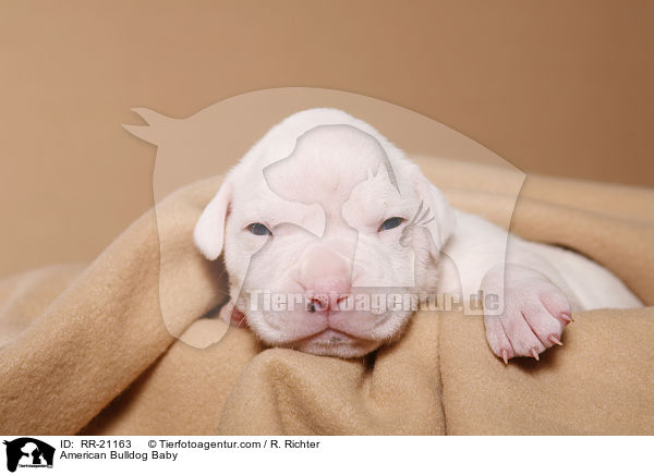 American Bulldog Baby / American Bulldog Baby / RR-21163