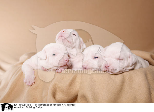 American Bulldog Baby / American Bulldog Baby / RR-21168