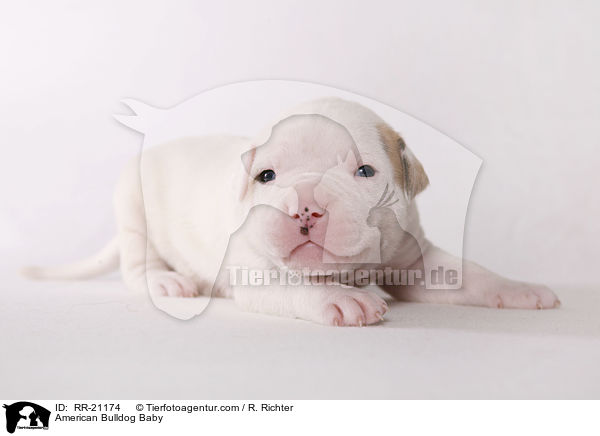 American Bulldog Baby / RR-21174