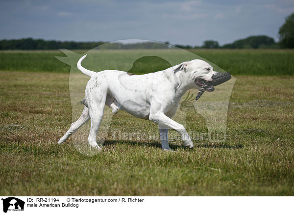 American Bulldog Rde / male American Bulldog / RR-21194