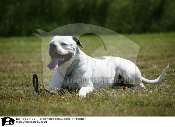 American Bulldog Rde / male American Bulldog / RR-21199