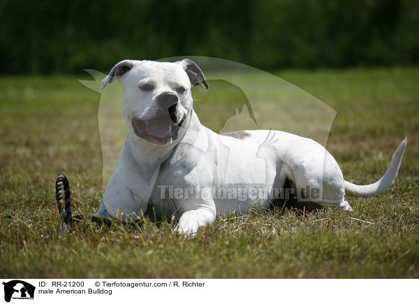 American Bulldog Rde / male American Bulldog / RR-21200