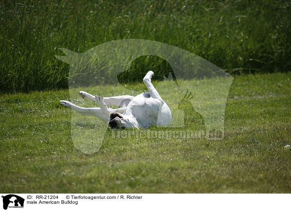 American Bulldog Rde / male American Bulldog / RR-21204