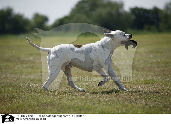 American Bulldog Rde / male American Bulldog / RR-21208