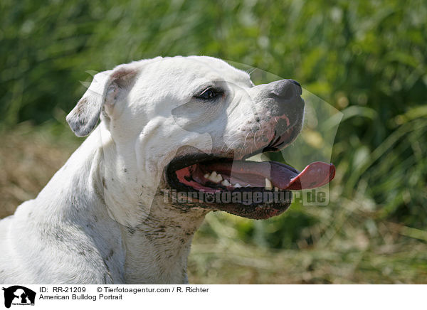 American Bulldog Portrait / American Bulldog Portrait / RR-21209