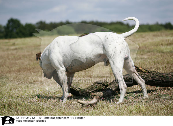 American Bulldog Rde / male American Bulldog / RR-21212