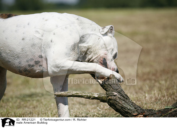 American Bulldog Rde / male American Bulldog / RR-21221