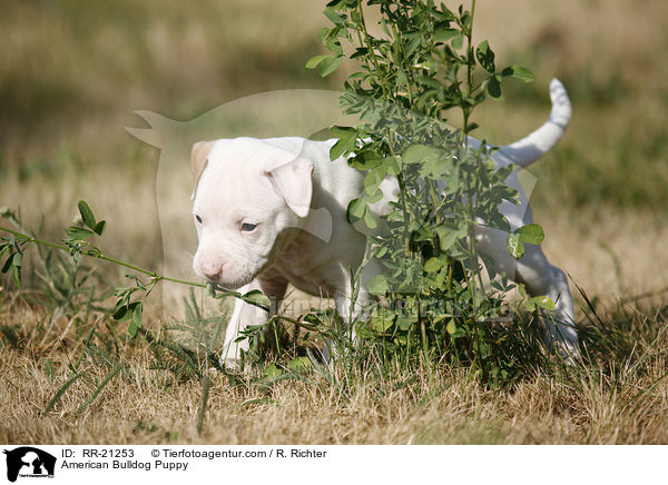 American Bulldog Welpe / American Bulldog Puppy / RR-21253