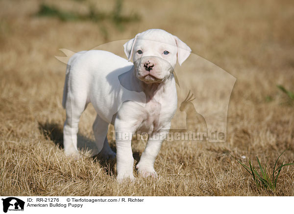 American Bulldog Welpe / American Bulldog Puppy / RR-21276