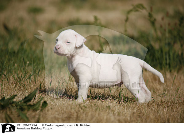 American Bulldog Welpe / American Bulldog Puppy / RR-21294