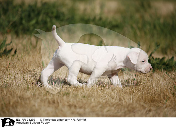 American Bulldog Welpe / American Bulldog Puppy / RR-21295