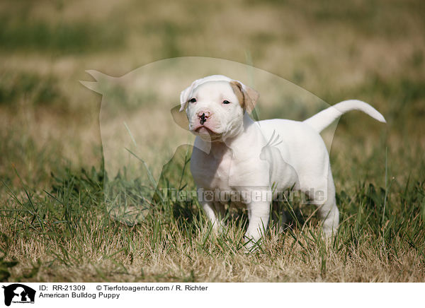 American Bulldog Welpe / American Bulldog Puppy / RR-21309