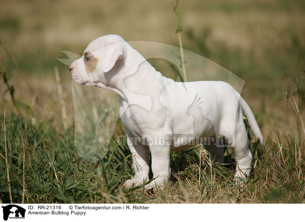 American Bulldog Welpe / American Bulldog Puppy / RR-21316