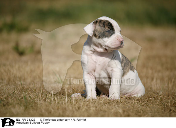 American Bulldog Welpe / American Bulldog Puppy / RR-21323