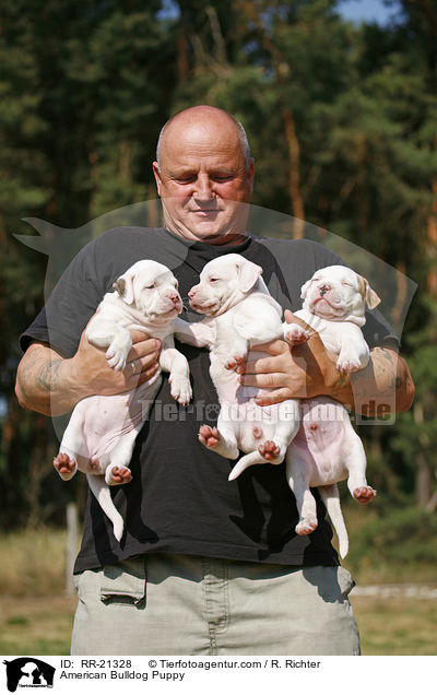 American Bulldog Welpe / American Bulldog Puppy / RR-21328