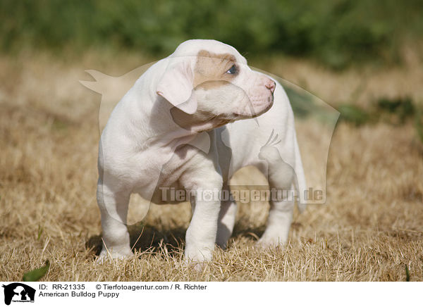 American Bulldog Welpe / American Bulldog Puppy / RR-21335