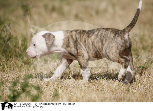 American Bulldog Welpe / American Bulldog Puppy / RR-21336