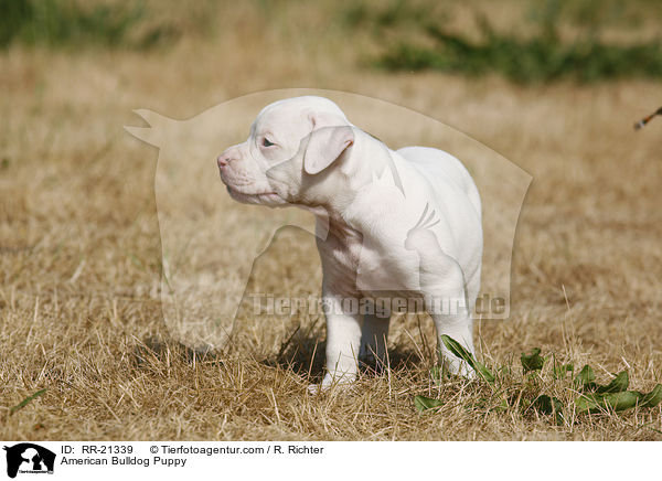 American Bulldog Welpe / American Bulldog Puppy / RR-21339