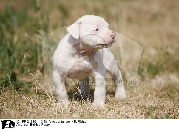 American Bulldog Welpe / American Bulldog Puppy / RR-21346