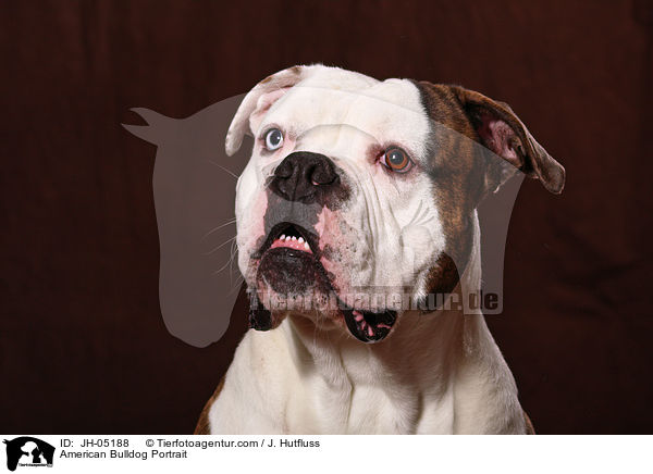American Bulldog Portrait / American Bulldog Portrait / JH-05188