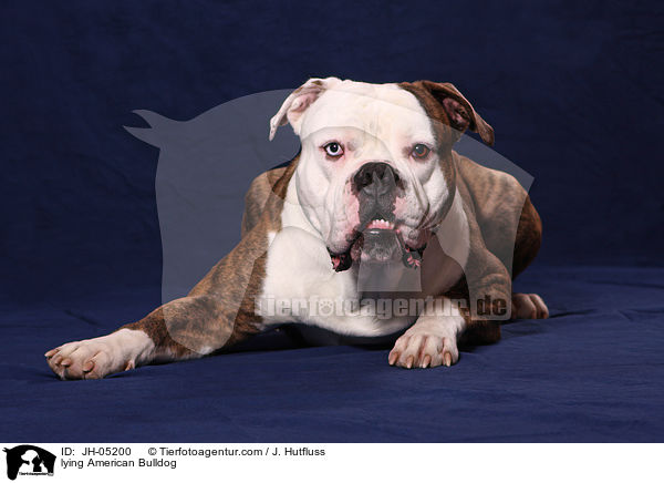 liegende Amerikanische Bulldogge / lying American Bulldog / JH-05200