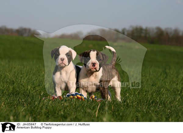 American Bulldog Puppy / JH-05847