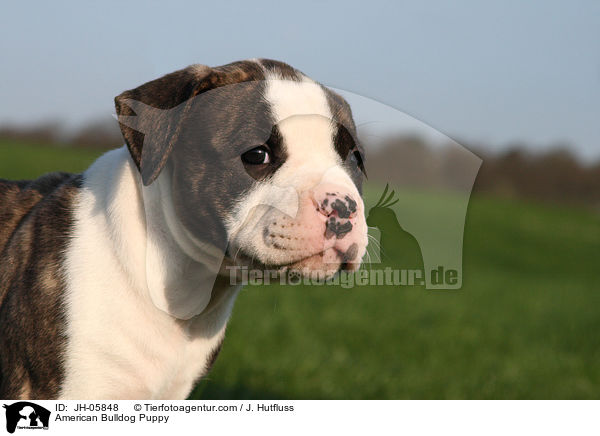 American Bulldog Puppy / JH-05848