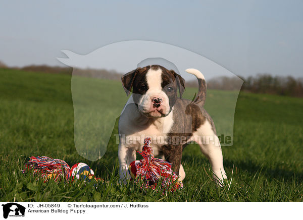American Bulldog Puppy / JH-05849