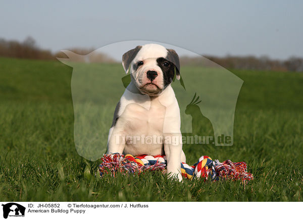American Bulldog Puppy / JH-05852
