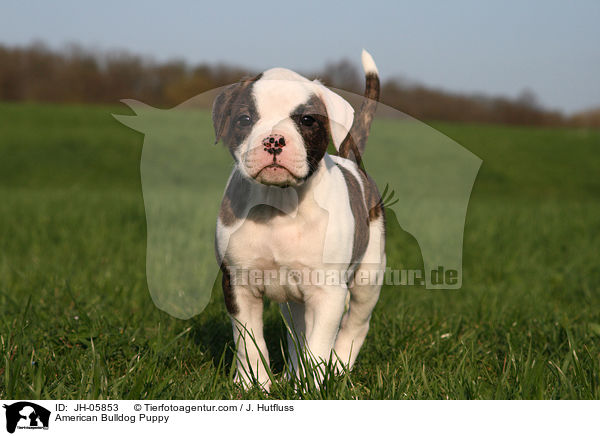 American Bulldog Puppy / JH-05853