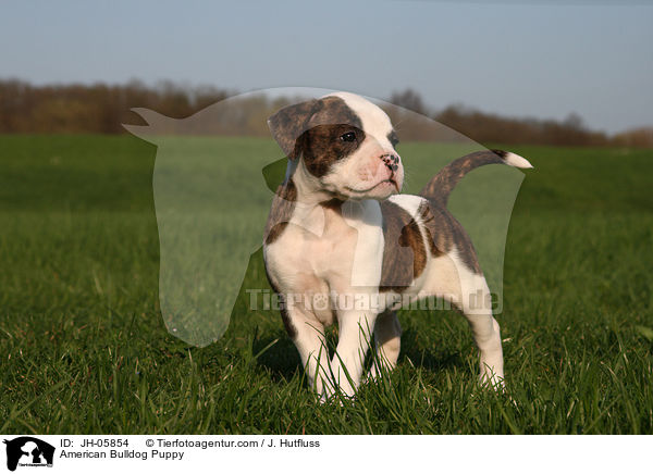 American Bulldog Puppy / JH-05854