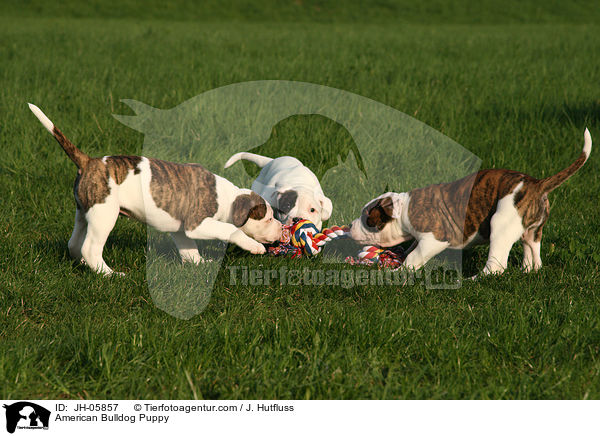 American Bulldog Puppy / JH-05857
