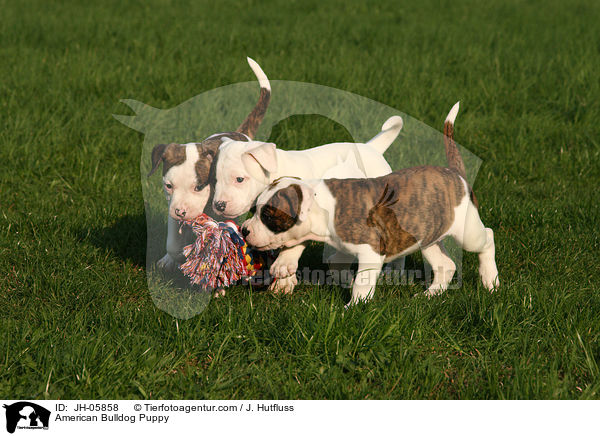 American Bulldog Puppy / JH-05858