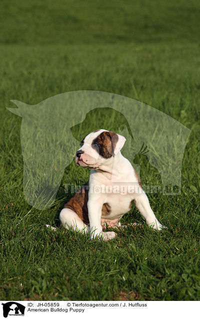 American Bulldog Puppy / JH-05859