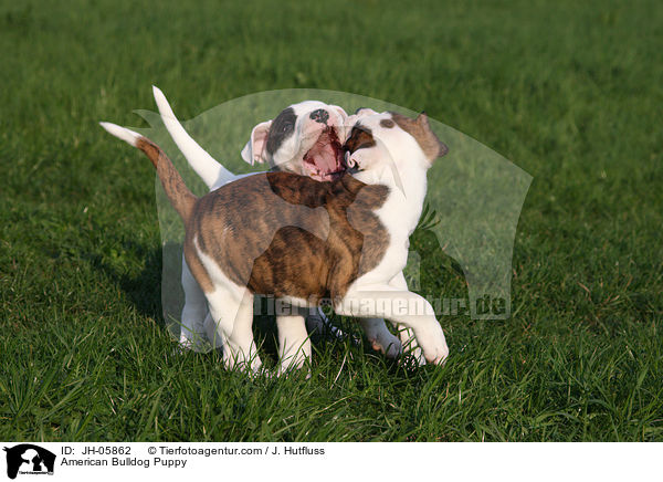American Bulldog Puppy / JH-05862