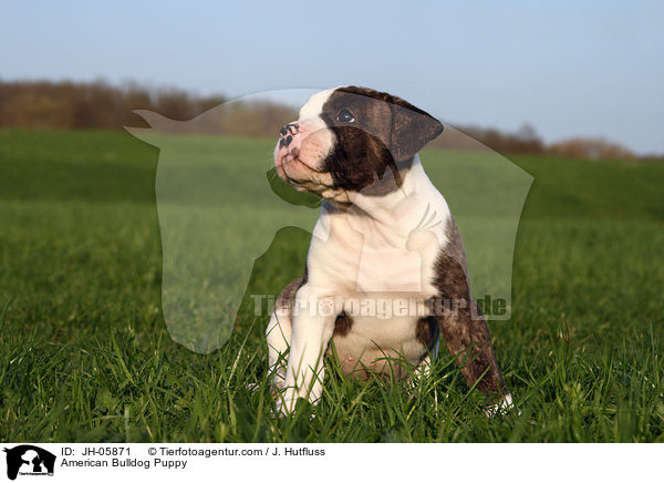 Amerikanische Bulldogge Welpe / American Bulldog Puppy / JH-05871