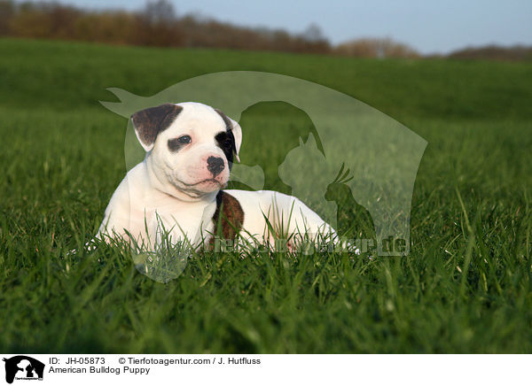 Amerikanische Bulldogge Welpe / American Bulldog Puppy / JH-05873