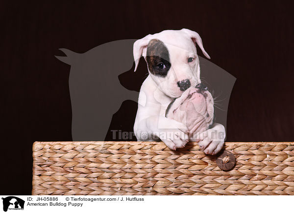 Amerikanische Bulldogge Welpe / American Bulldog Puppy / JH-05886