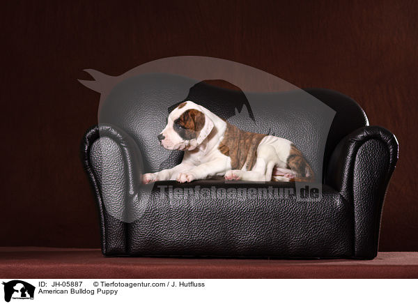 Amerikanische Bulldogge Welpe / American Bulldog Puppy / JH-05887