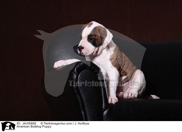 Amerikanische Bulldogge Welpe / American Bulldog Puppy / JH-05888