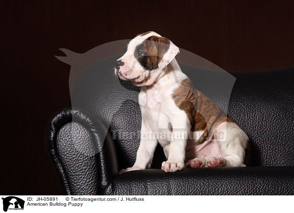 Amerikanische Bulldogge Welpe / American Bulldog Puppy / JH-05891
