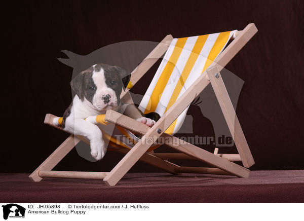 Amerikanische Bulldogge Welpe / American Bulldog Puppy / JH-05898