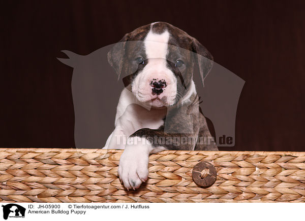 Amerikanische Bulldogge Welpe / American Bulldog Puppy / JH-05900