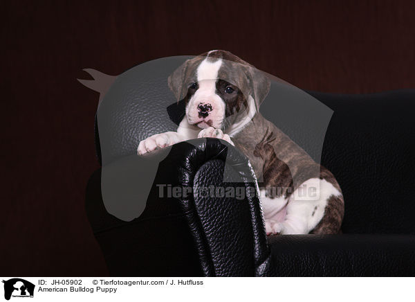 Amerikanische Bulldogge Welpe / American Bulldog Puppy / JH-05902