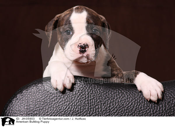 Amerikanische Bulldogge Welpe / American Bulldog Puppy / JH-05903