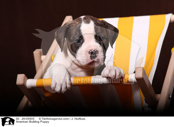 Amerikanische Bulldogge Welpe / American Bulldog Puppy / JH-05905